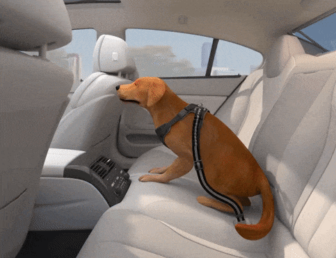 Dog Seat Belt