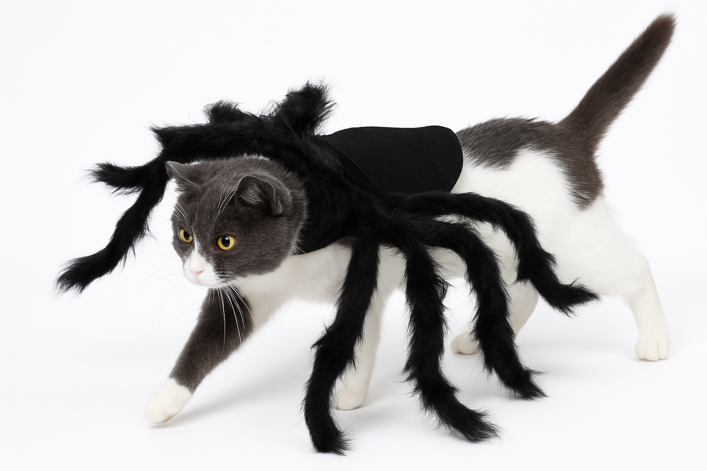 Spider Halloween Pet Costume with white background
